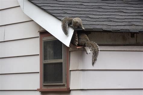 How To Get Rid Of Attic Squirrels In 72 Hours Or Less