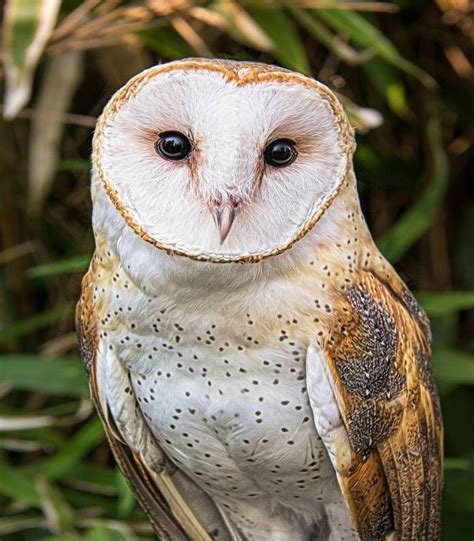 Barn Owl For Sale Buy Barn Owl Online Adopt Barn Owl Facts Cost