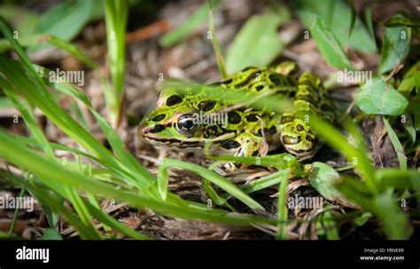 Common Green Frog Hi Res Stock Photography And Images Alamy
