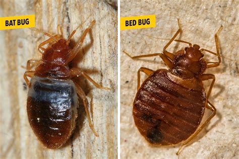 Bat Bugs Vs Bed Bugs Whats The Difference