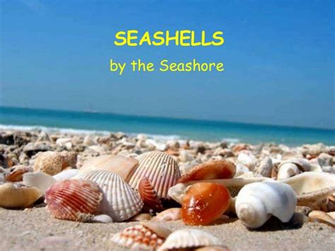 Seashells By The Seashore
