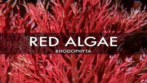 Rhodophyta Kingdoms Photosynthetic Pigments Youtube