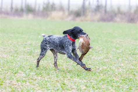 250 Hunting Dog Names The Perfect Name For Your Hunting Pal