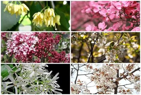10 Stunning Flowering Trees To Grow In Maine