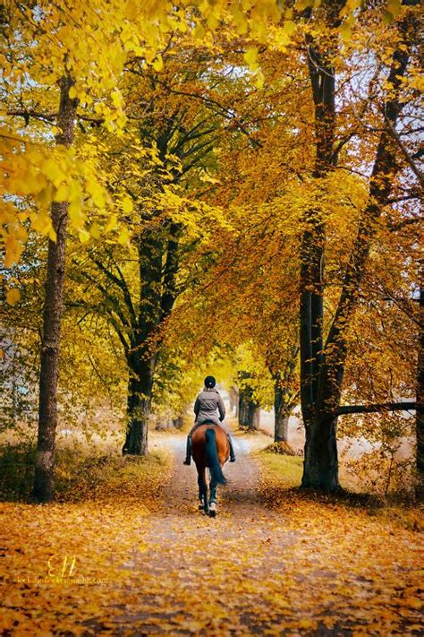 Thehorselifestyle Horses Autumn Scenery Horse Photography