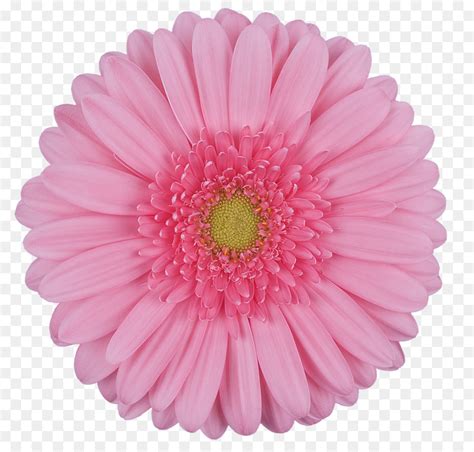 Pink daisy flowers, edmonton, alberta. Pink Daisy Flower Png & Free Pink Daisy Flower.png ...