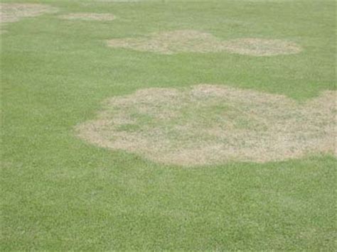 Zoysia is a perennial season grasses that lasts several years with proper care. Zoysia patch