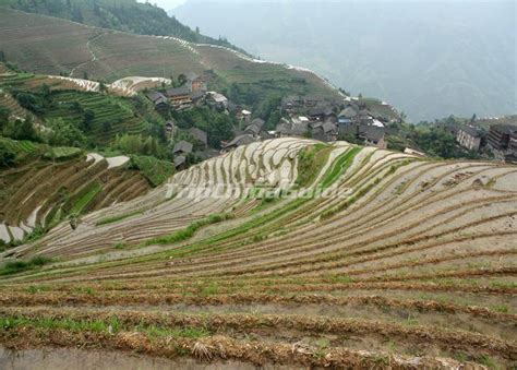 Pingan Longji Terraced Rice Fields Longsheng Pingan Village Pictures