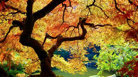 Maple Tree Wallpapers Top Free Maple Tree Backgrounds Wallpaperaccess