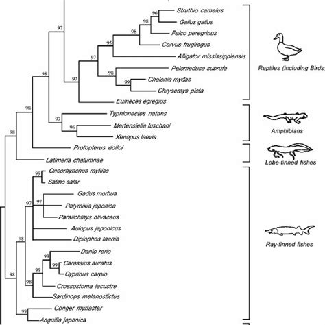 Phylogenetic Hypothesis For The Major Lineages Of Vertebrates Based On
