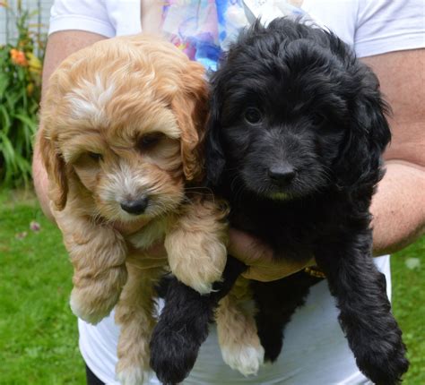 Arrowhead labradoodles are experienced breeders in ontario, offering the finest bred dogs available. Toy Labradoodle Puppies Uk | Wow Blog