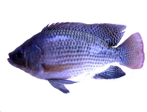 Check spelling or type a new query. Nila Srikandi "Salinity Resistant Improvement Tilapia from ...