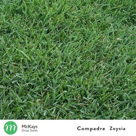 Compadre Zoysia Grass Seeds Mckays Grass Seeds
