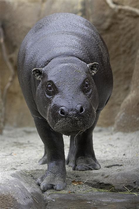 Pygmy Hippopotamus Hexaprotodon Photograph By San Diego Zoo