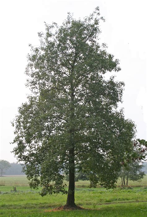 Alnus Glutinosa Common Alder Deepdale Trees
