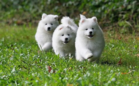 Samoyeds White Fluffy Dogs Small White Puppies Trio Cute Animals