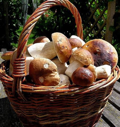 Hunting For Mushrooms Like These Boletes Or Steinpilze
