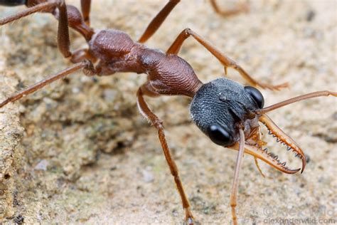 Australian Ants Alex Wild Photography