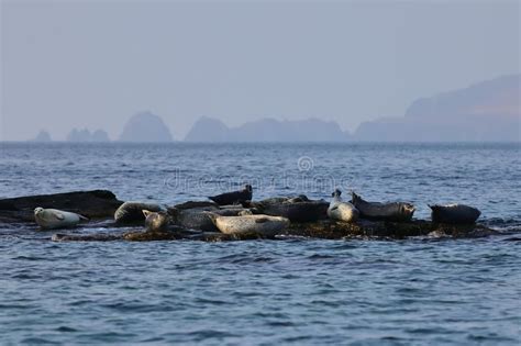 Spotted Seals Largha Seal Phoca Largha Sanctuary On Rocks Background
