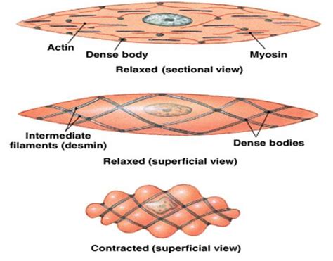 Smooth muscles are involved in many. Smooth Muscle | Definition, Structure & Functions