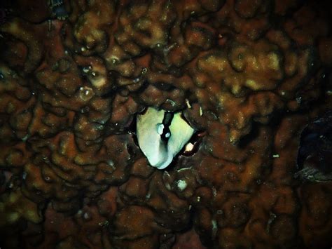 False Cleanerfish Moalboal Reef Species