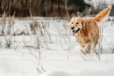 Golden Retriever Dog In Winter Time Stock Image Colourbox