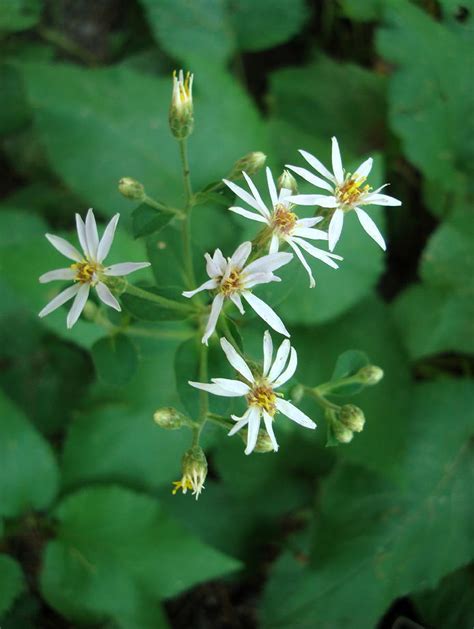 Large Leaved Aster Eurybia Macrophylla Wildflowers And Ferns Of