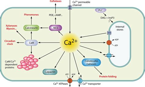 Schematic Representation Of Calcium Signaling The Homeostasis Of The Download Scientific