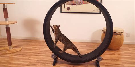 Cats will use the wheel in the same way we use a treadmill, to go for walks, exercise or to reduce stress. One Fast Cat: A Hamster Exercise Wheel For Cats | Bored Panda