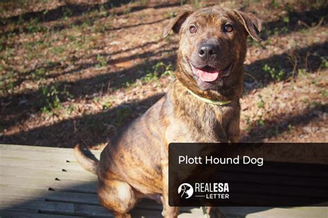 Plott Hound Dog A Complete Breed Profile