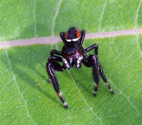 Do Jumping Spiders Eat Ladybugs Whadoq