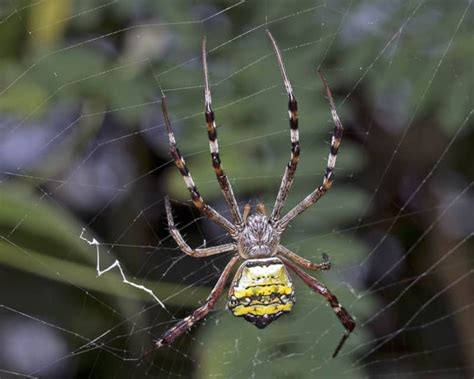 About 2,600 black widow bites are reported to the u.s. Signature Spider l Awesome Artists - Our Breathing Planet