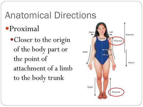 Ppt Anatomical Directions And Movements Powerpoint Presentation Free