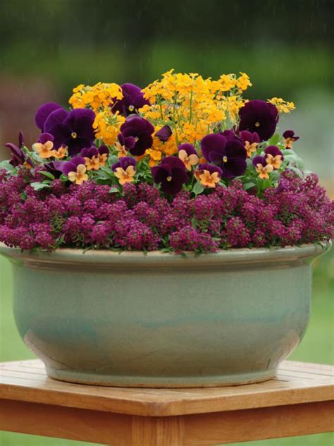 Team Inspired Plant Color Combos Hgtv Fall Container Gardens Fall