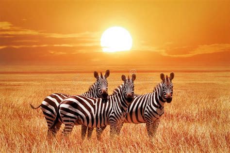 Zebras In Africa Stock Photo Image Of Hunting Animal Grassland 57738