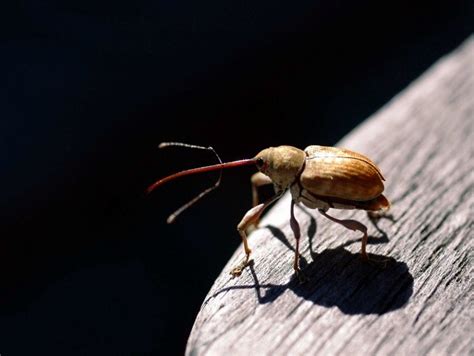 Le Monde Des Insectes Chaville Environnement