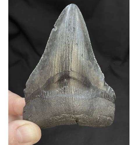 Fossils For Sale Fossils 4 Inch Miocene ‘megalodon Shark