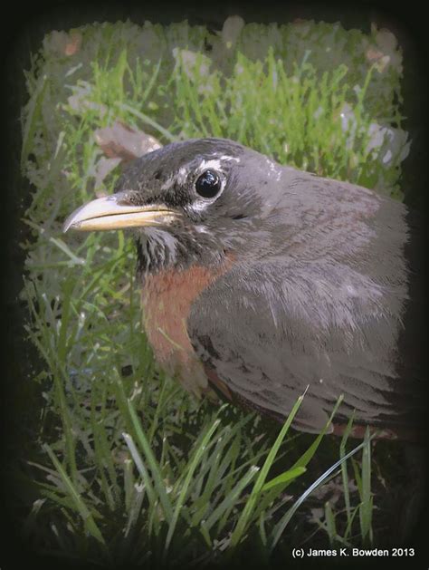 Robin Photgraphed By James K Bowden In Redlands California Bird