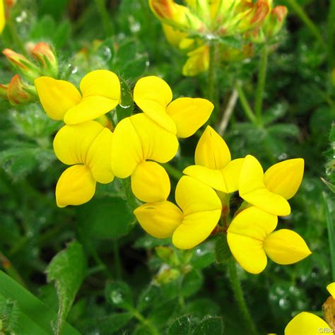 Le varietà di piante spontanee che presentano una fioritura con fiori gialli; . Fiori Gialli Primaverili Spontanei - Piante A Fiori Gialli ...