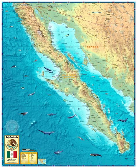baja mexico peninsula wall map