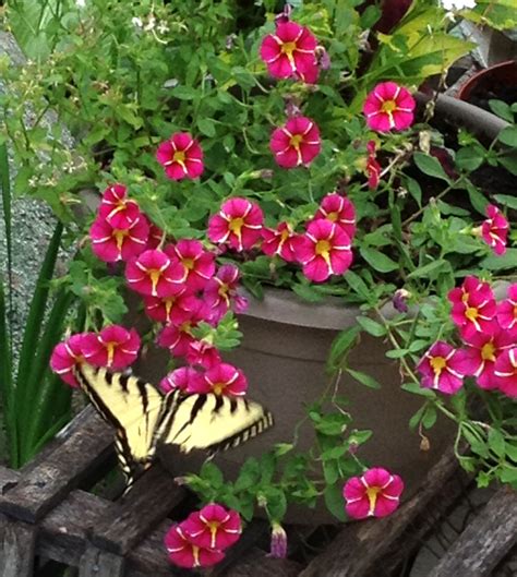 Butterflies Love Container Plants Butterfly Love Pinterest