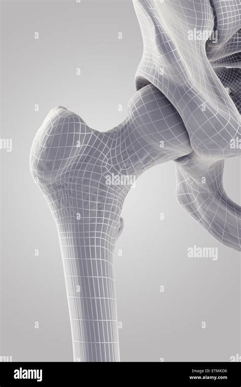 Hip Joint Anatomy Stock Photos And Hip Joint Anatomy Stock Images Alamy