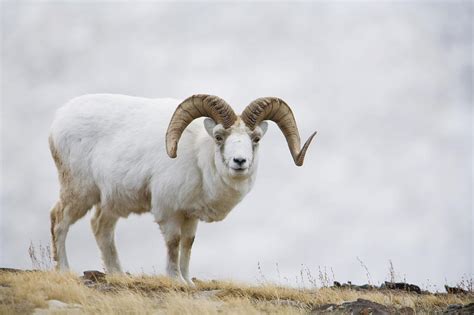 Dall Sheep Ram On Sheep Mountain Photograph By Milo Burcham Pixels