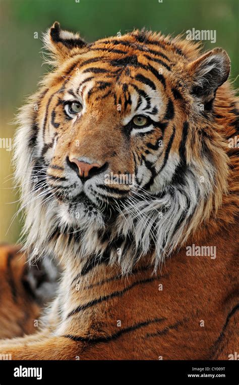 Sumatran Tiger Panthera Tigris Sumatrae Portrait Occurrence In
