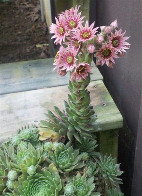 The Fascinating World Of Hens And Chicks Cactus Succulent Source