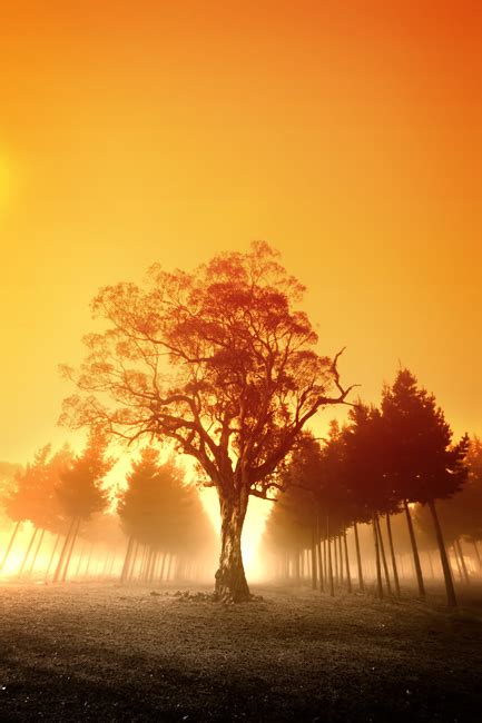 However, finding licensed free images can be much of a hassle. Free Stock Photo: Forest Sunrise - The Shutterstock Blog