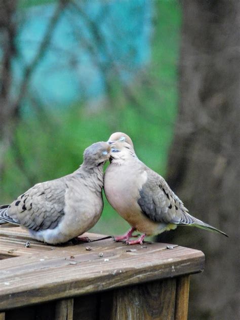 Kissing Mourning Doves With Their Eyes Closed Photo By Sdorman