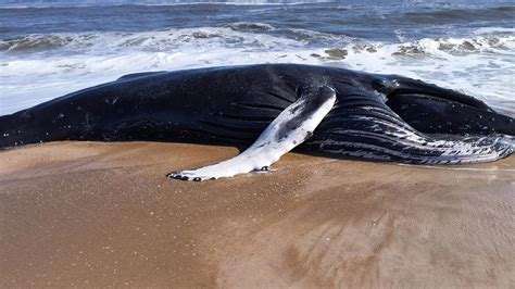 Dead Whale Found On Assateague Island In Maryand