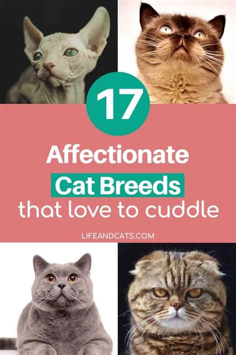 The Sweetest Cats 17 Affectionate Breeds Life And Cats