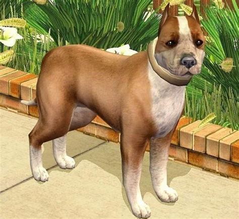 Mod The Sims Red And White Pitbull Terrier